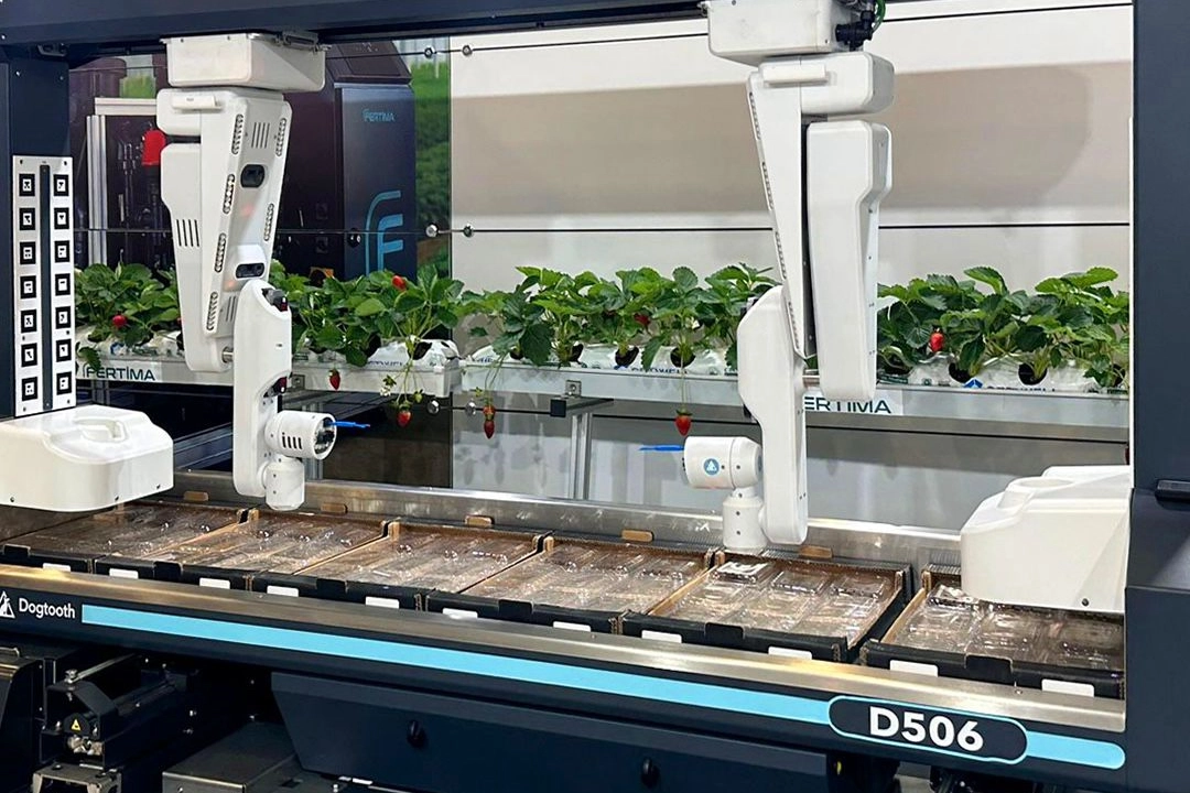 Yapay zekâ artık çilek seralarında