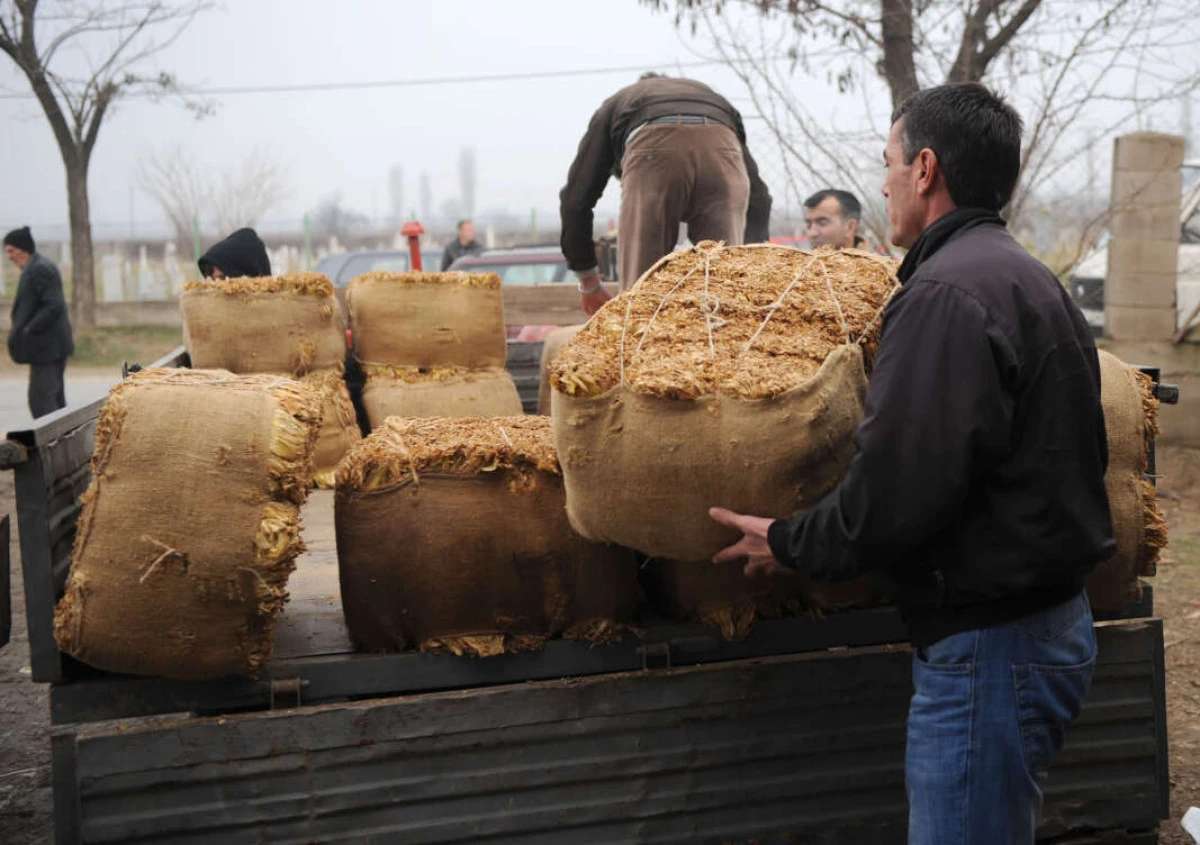 1 milyon kilogram tütün satıldı: Bakan, ortalama kilo fiyatını açıkladı