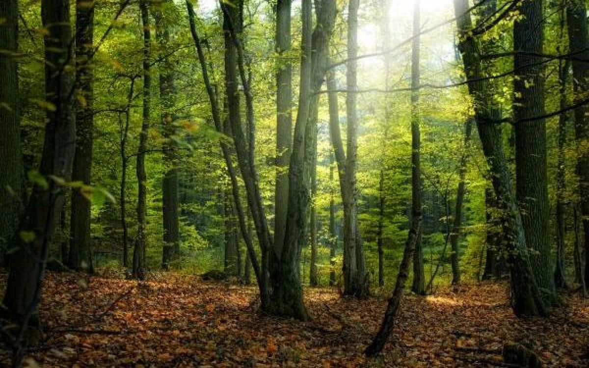 1 Temmuz'dan itibaren ormanlara giriş yasaklanıyor: Para cezaları 2 bin avroya kadar &ccedil;ıkacak