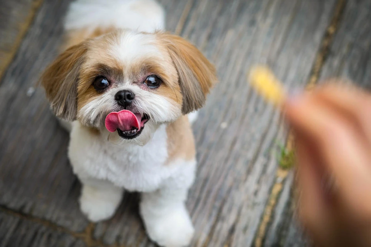 144 bin k&ouml;pek kayıtlı: Ajans strateji hazırlığında