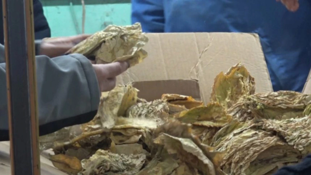 2025 hasadı i&ccedil;in t&uuml;t&uuml;n s&uuml;bvansiyonları a&ccedil;ıklandı: Birinci sınıfa 80 denar