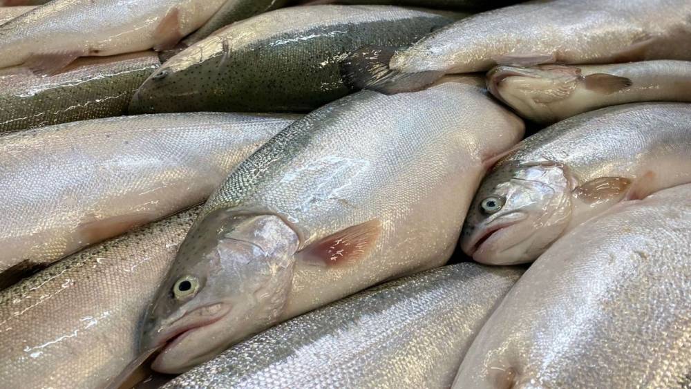 T&uuml;rk somonu d&uuml;nya pazarında b&uuml;y&uuml;yor: Hedef milyar dolar