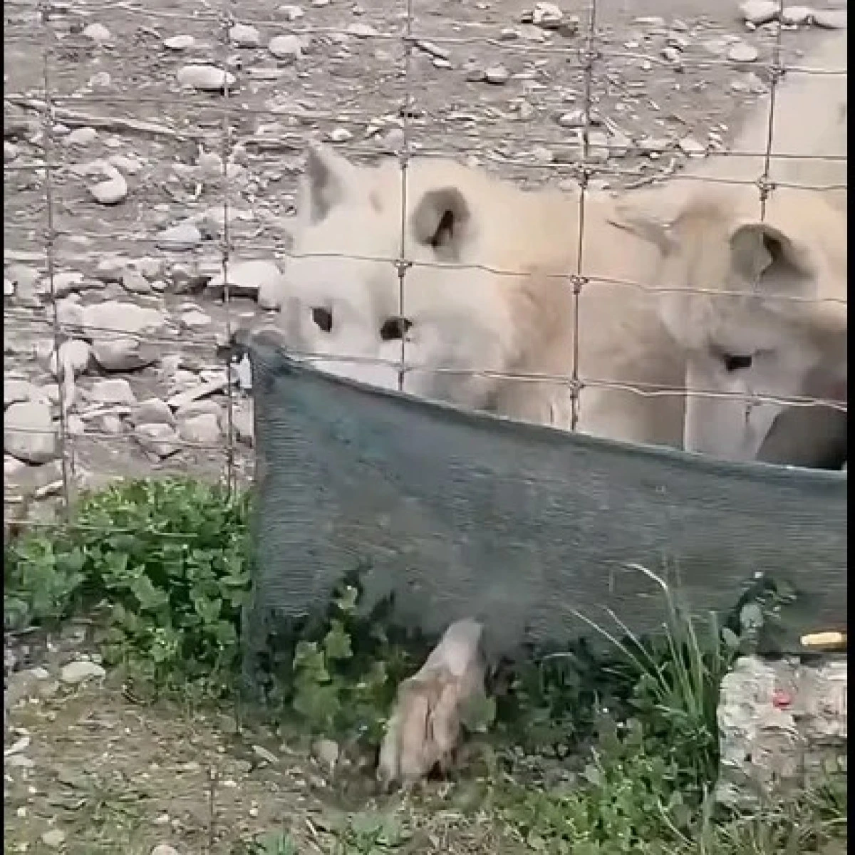 Anima Mundi, &Uuml;sk&uuml;p Hayvanat Bah&ccedil;esi'nin kapatılmasını istedi