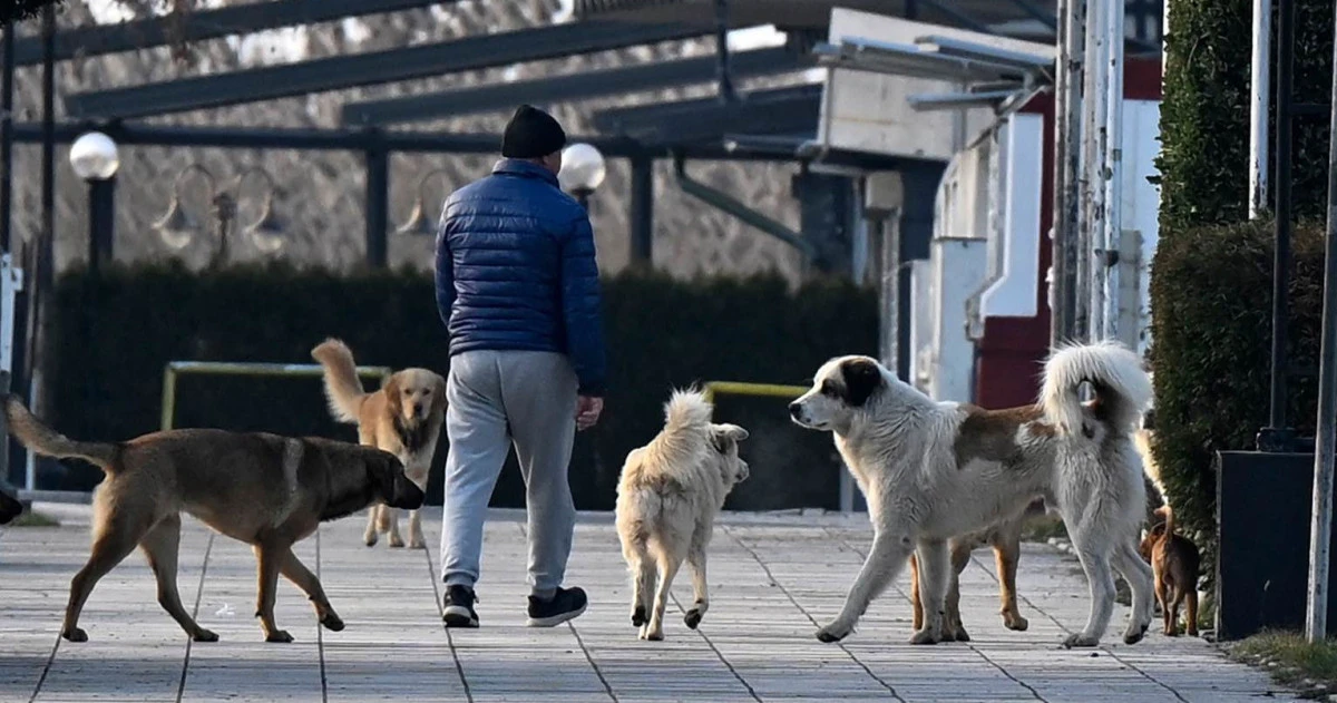 Anima Mundi: Hayvan terk etmek su&ccedil; sayılsın, Hırvatistan ve Fransa'daki gibi hapis cezası gelsin