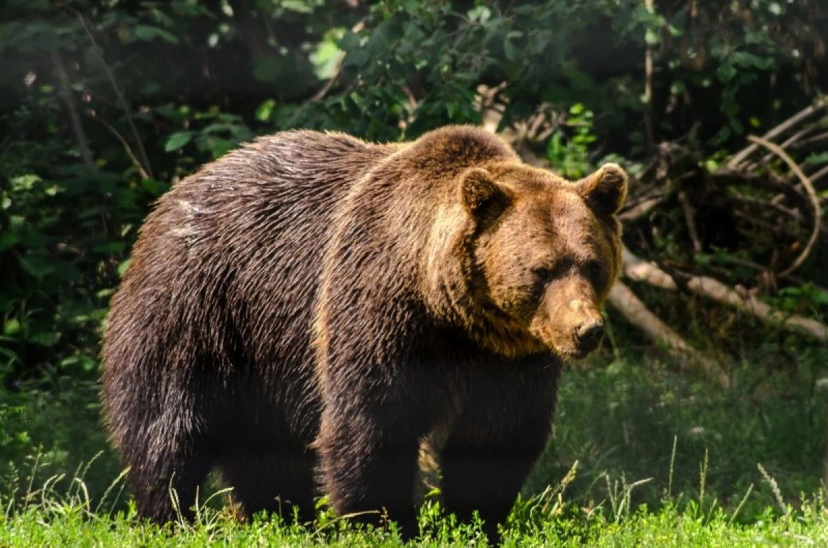 Avrupa'dan boz ayıyı koruma projesi: Kuzey Makedonya da 9 &uuml;lke arasında