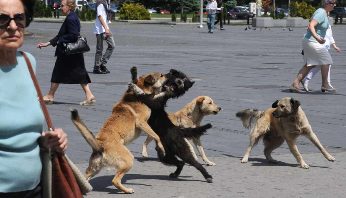 Başıboş k&ouml;pek krizi b&uuml;y&uuml;yor: Y&uuml;zlerce tazminat dosyası a&ccedil;ıldı