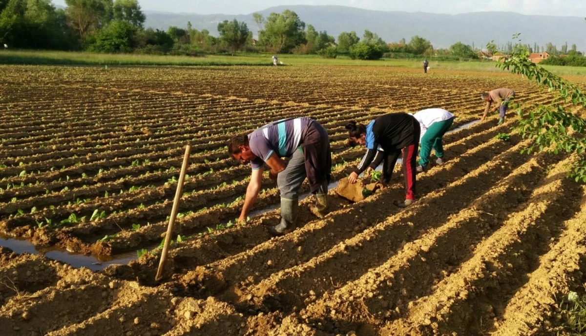 &Ccedil;ift&ccedil;ilere &ccedil;ağrı: Pirlepe ve Dolneni'de hasar başvuruları 1 Eyl&uuml;l'de sona eriyor