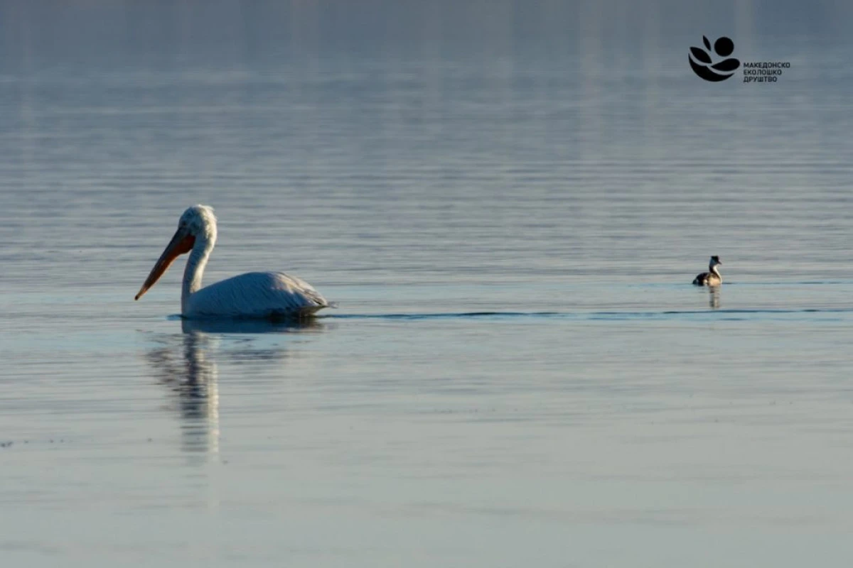 Doyran G&ouml;l&uuml;&rsquo;nde kışlayan kuş sayısı 2 bin arttı