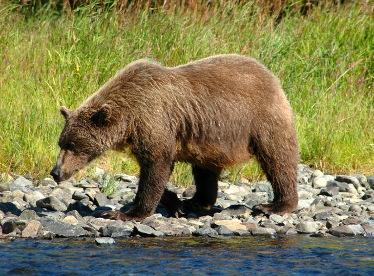 D&uuml;nya Ayı G&uuml;n&uuml;&rsquo;nde &ccedil;arpıcı tablo: Makedonya&rsquo;da ayıların sayısı bilinmiyor