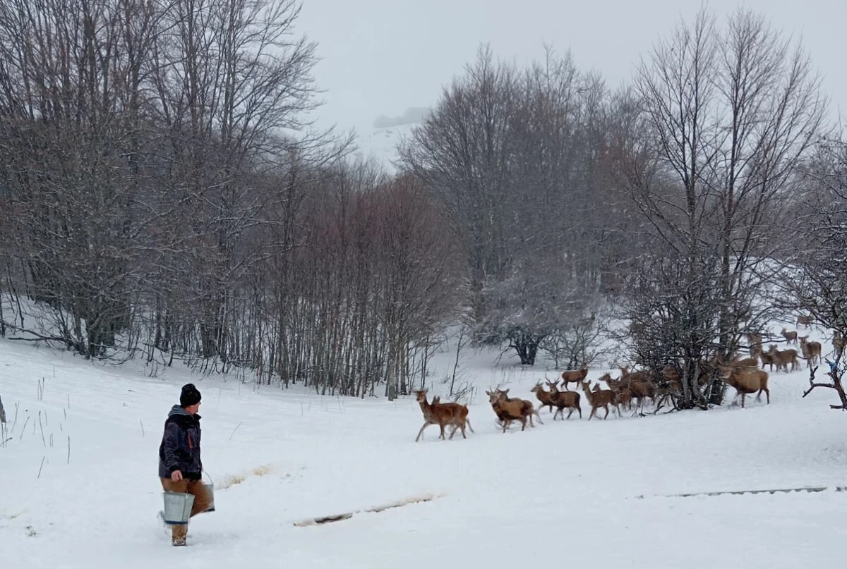 Gali&ccedil;ica&rsquo;da doğal başarı: Geyik sayısı 200&rsquo;&uuml; aştı