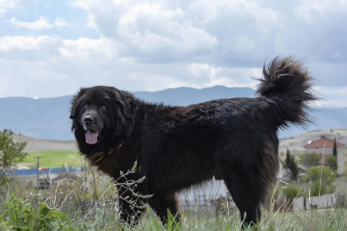 Geleneksel &ccedil;oban k&ouml;peği Karaman&rsquo;a k&uuml;resel tanınırlık