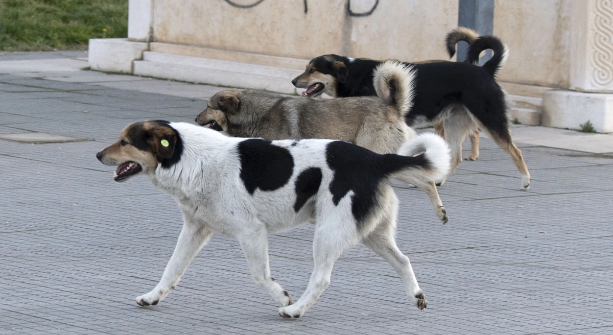 Gostivar&rsquo;da başıboş k&ouml;pek saldırısı: 19 yaşındaki gen&ccedil; ağır yaralı