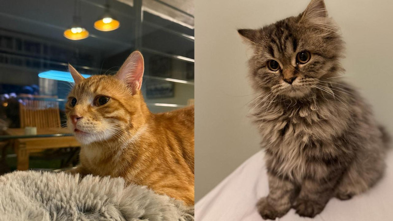 Kediler sandığımızdan çok daha sonra yoldaşımız oldu