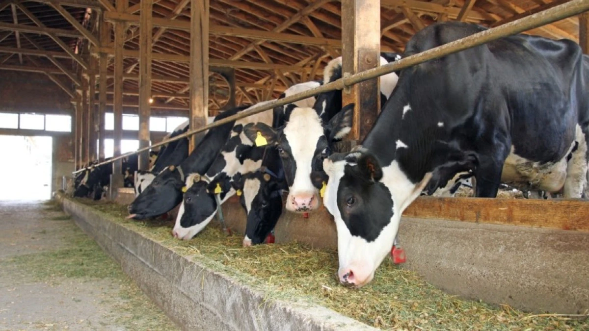 Hayvancılar subvansiyon &ouml;demelerinin gecikmesine tepkili: 20 Mart'a kadar &ouml;denmezse protesto var
