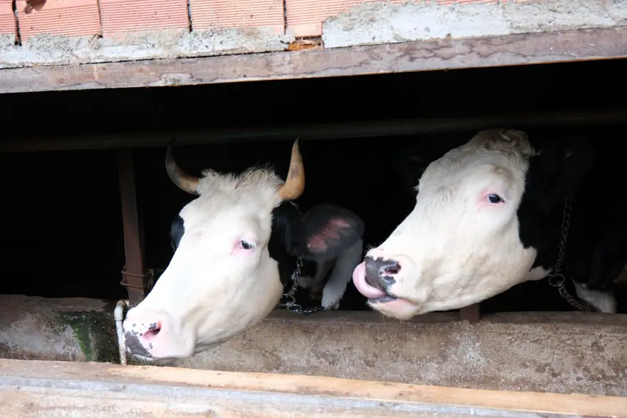 İki inek ve k&uuml;&ccedil;&uuml;k arazilere s&uuml;bvansiyon yok: 2026&rsquo;da şartlar sertleşiyor