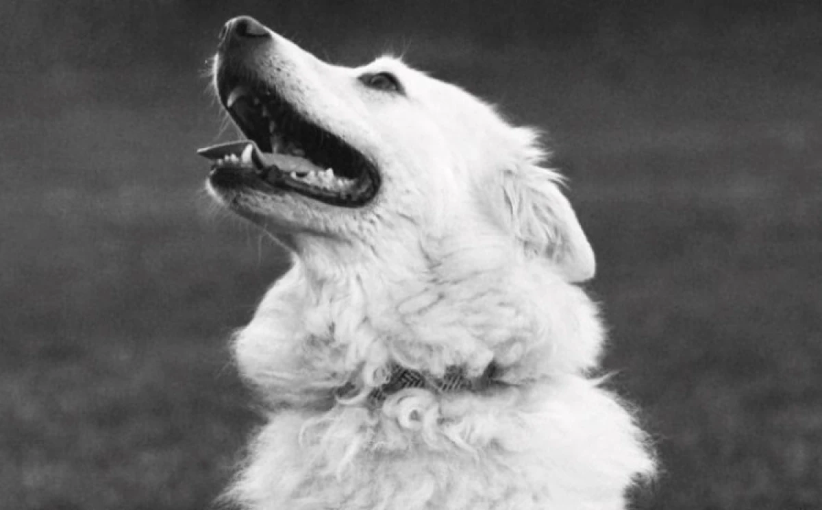 K&ouml;pek tartışması kavgaya d&ouml;n&uuml;şt&uuml;