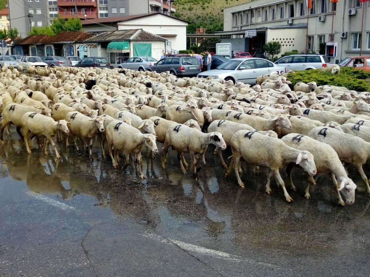 Koyun yetiştiriciliğine 1 milyar denarın &uuml;zerinde destek