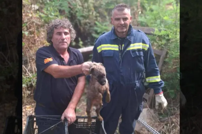 Kriva Palanka itfaiyecileri yedi metre derinlikteki kuyudan k&ouml;peği kurtardı
