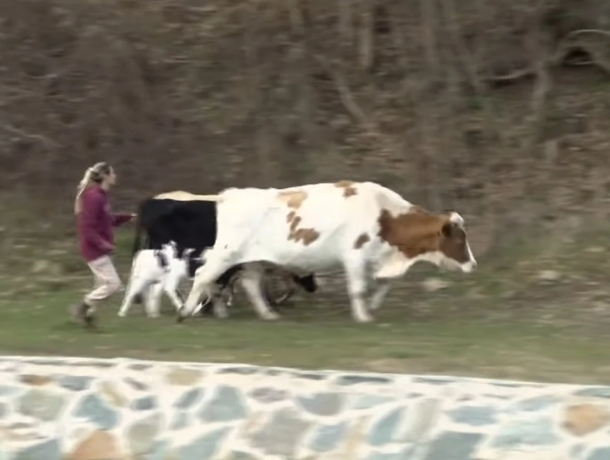 Kriva Palanka&rsquo;da başıboş sığır krizi: Ajans ve belediye karşı karşıya