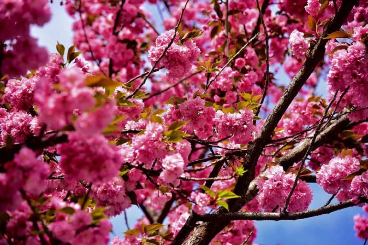 Kuzey Makedonya&rsquo;da bahar başlıyor: Hava sıcaklıkları 20-25 dereceye &ccedil;ıkacak