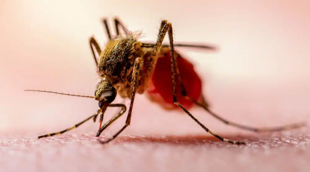 Kuzey Makedonya'da malaria alarmı: Zanzibar ve Sierra Leone d&ouml;n&uuml;ş&uuml; iki kişi hastanelik oldu