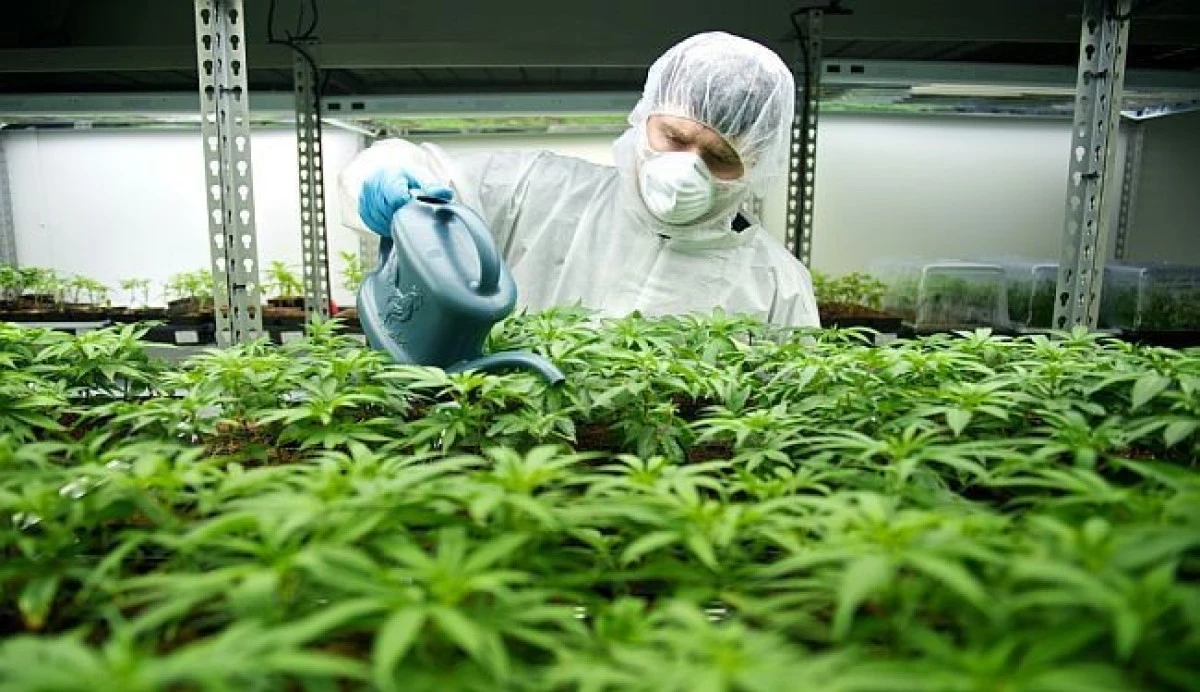 Kuzey Makedonya'da tıbbi kenevir &uuml;retiminde lisans temizliği: 61 firmadan 14'&uuml;n&uuml;n izni geri alındı