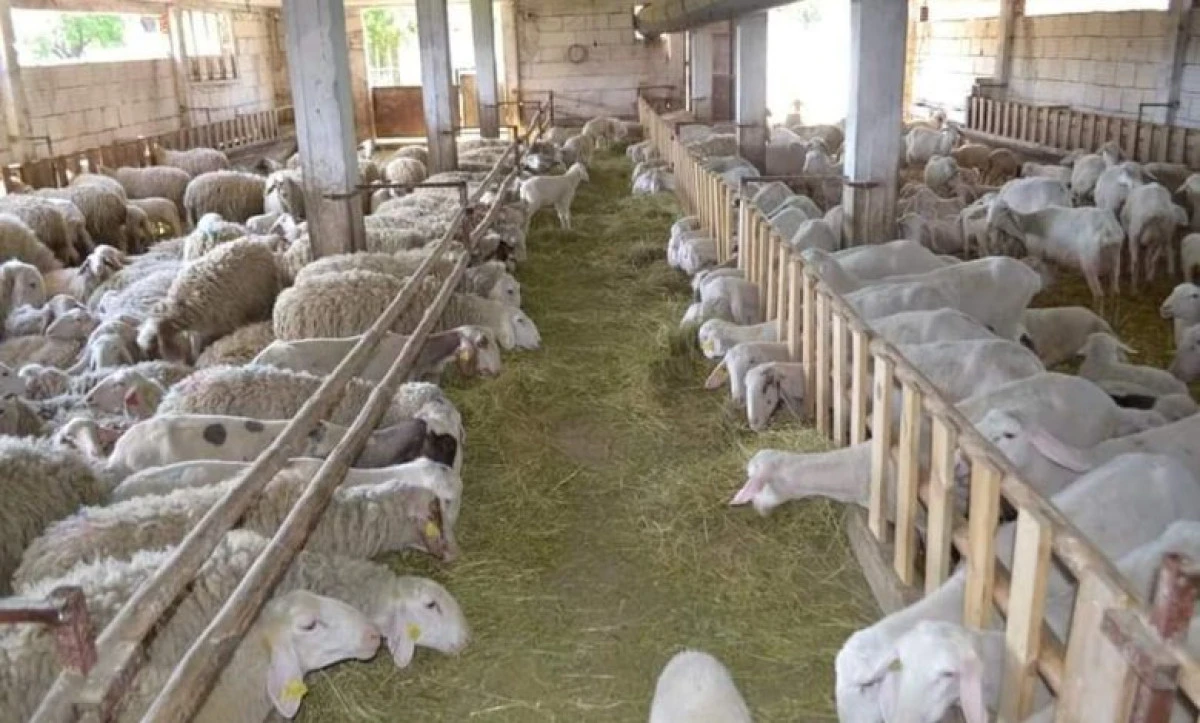 Kuzu alımı başladı: Fiyatlar 260-280 denar, yetiştiriciler memnun değil