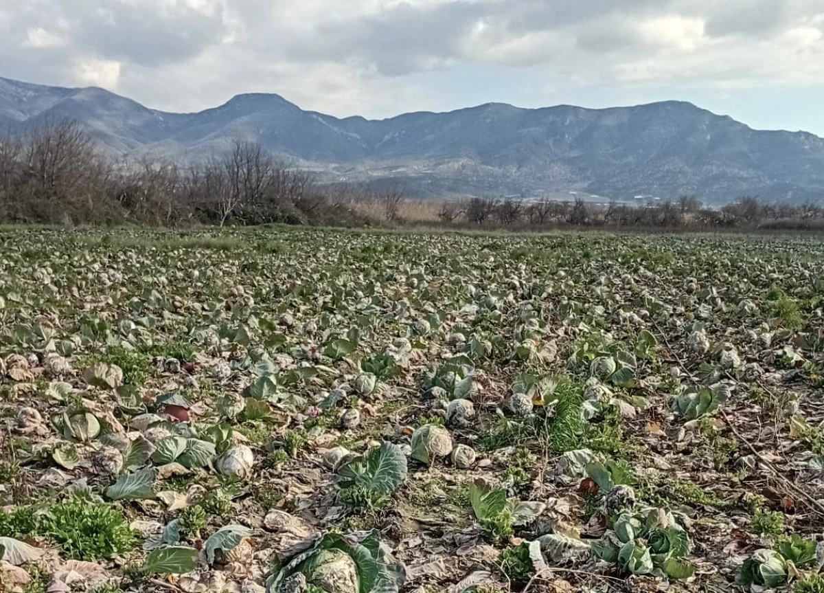 Lahana &uuml;reticisi zor durumda: Lahana tarlada &ccedil;&uuml;r&uuml;yor