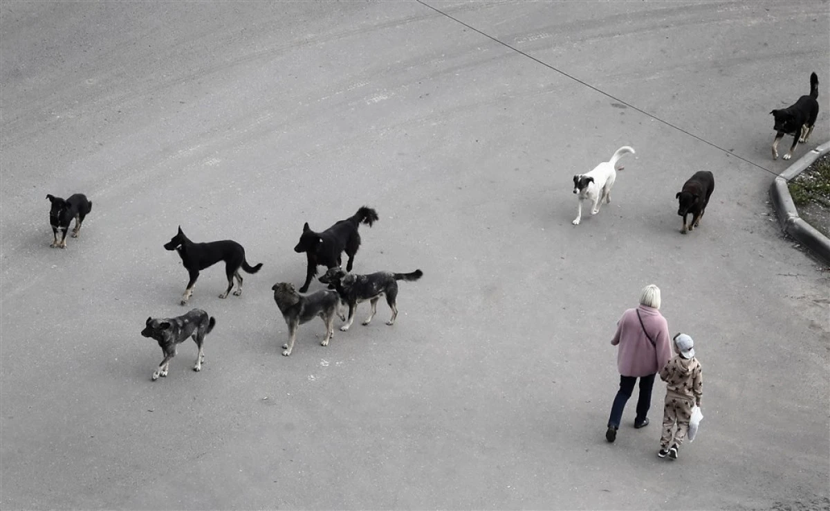 Layka ekipleri &Uuml;sk&uuml;p'&uuml;n yedi belediyesinde 68 k&ouml;pek yakaladı