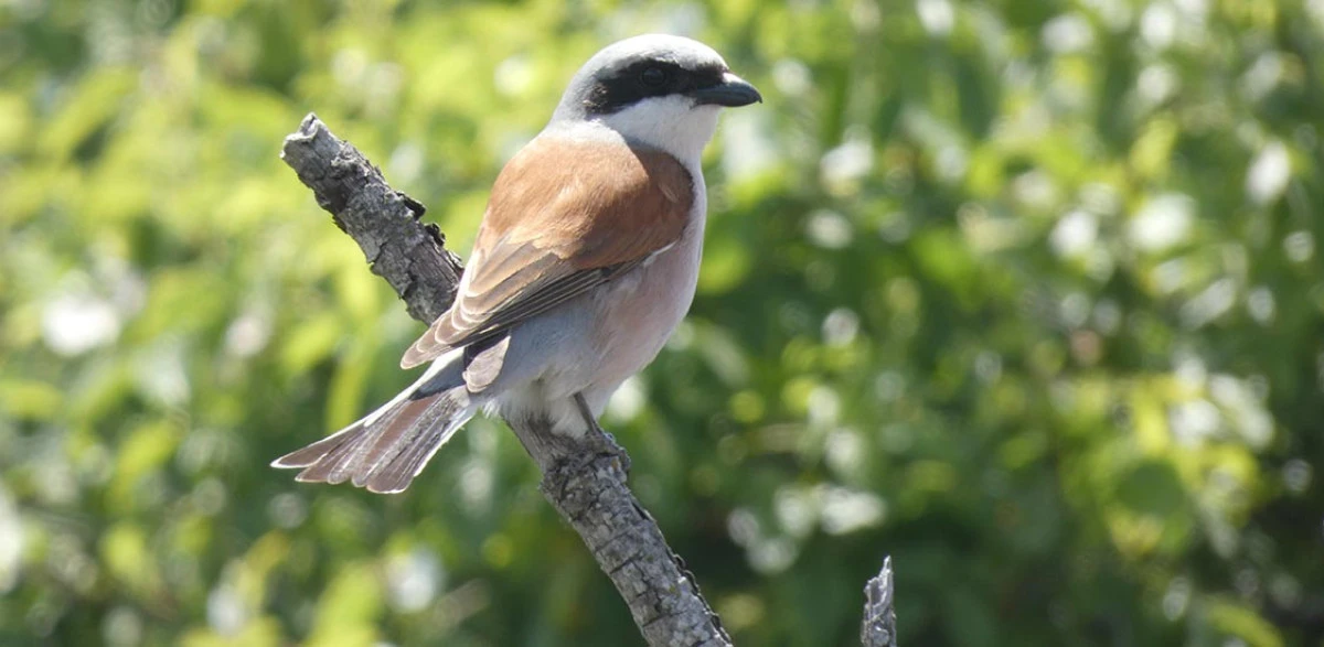 Makedonya&rsquo;da kuş t&uuml;rleri i&ccedil;in 34 binin &uuml;zerinde g&ouml;zlem kaydı