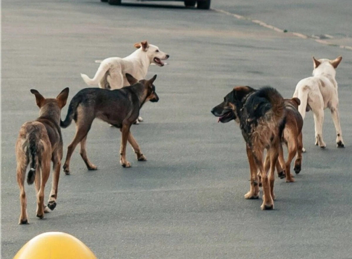 Manastırlı 2 yaşındaki &ccedil;ocuk, sokak k&ouml;peklerinin saldırısına uğradı