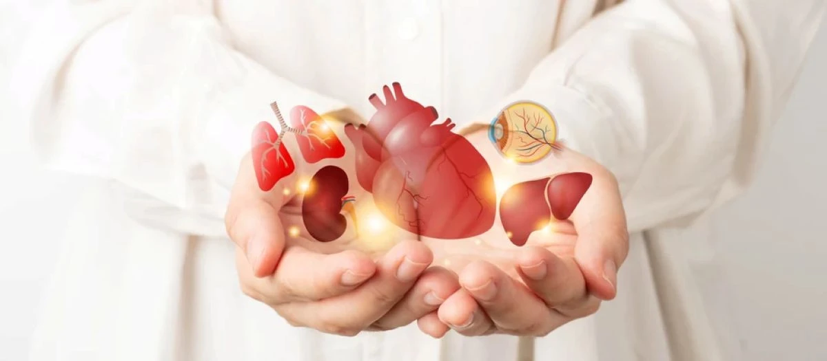 Organ bağışında yeni sistem: Karar aile hekimine bildirilecek