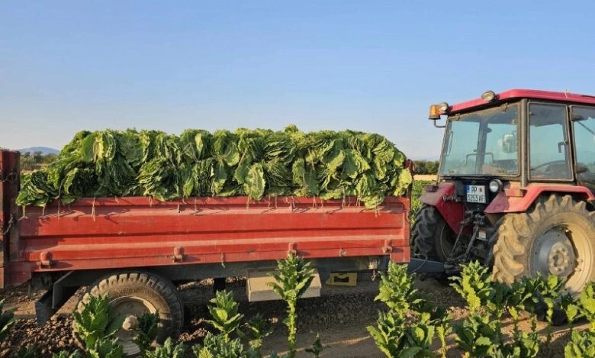 Pirlepe'de t&uuml;t&uuml;n &uuml;reticilerinden fiyat tepkisi: Teklif edilen fiyatlar kabul edilemez