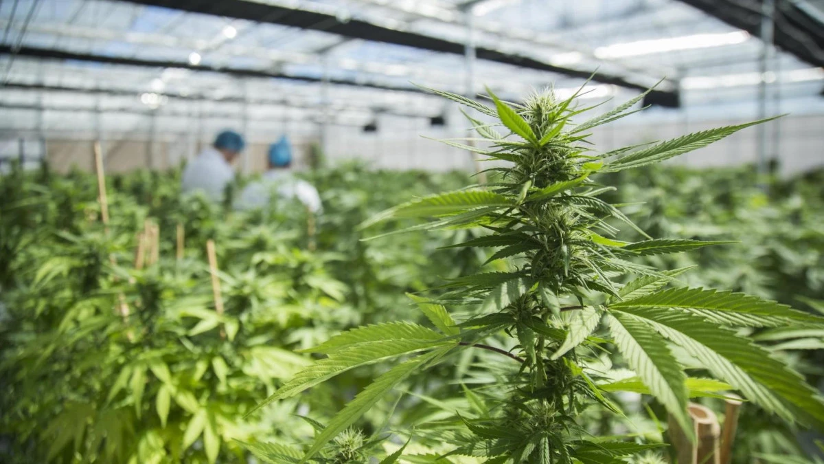 Sağlık Bakanı Aliu: 6 tıbbi kenevir şirketinin lisansı iptal ediliyor