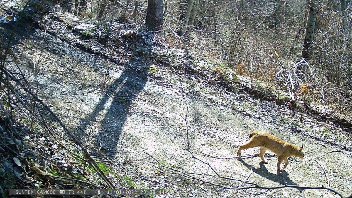 Şar Dağı&rsquo;nda yaban hayatı g&uuml;&ccedil;leniyor: Vaşak pop&uuml;lasyonu arttı