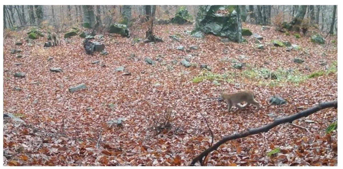 Sibel ve Yavrusu Şar Dağı’nda görüntülendi: Vaşak popülasyonu üç bireye yükseldi