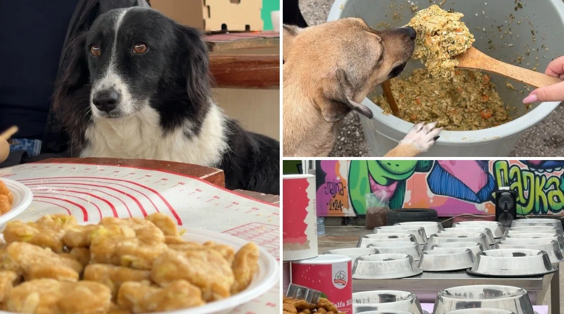 Sokak k&ouml;pekleri i&ccedil;in 'Sevgi Kasesi': 210 porsiyon yemek dağıtıldı