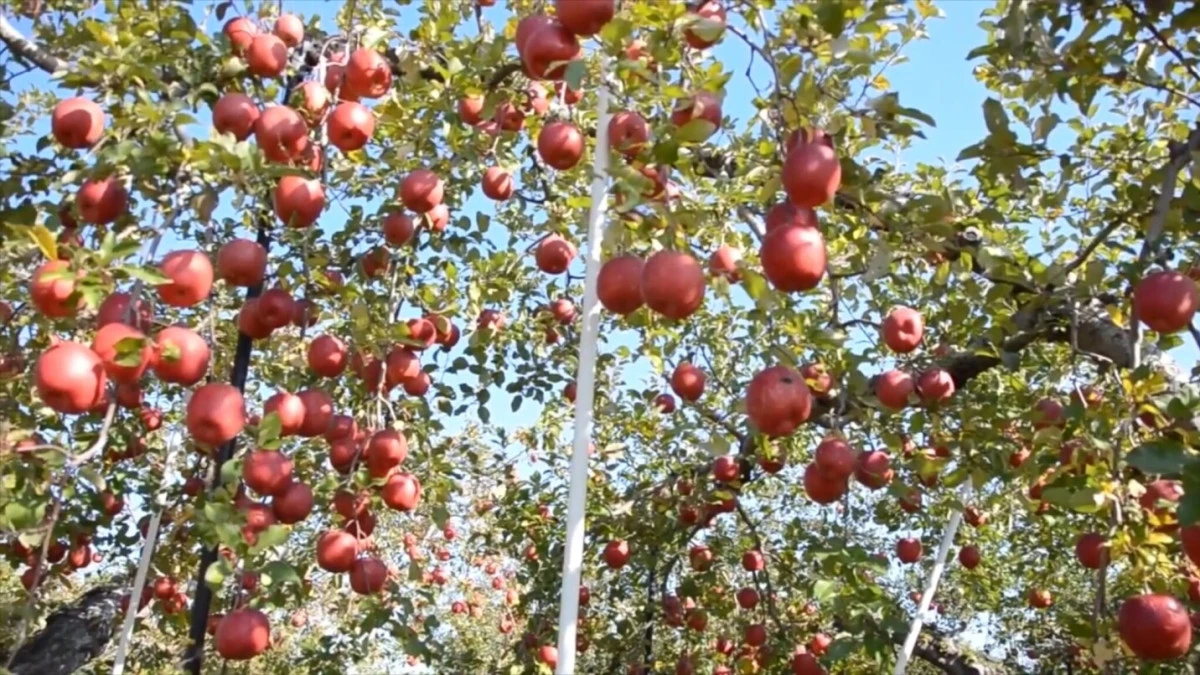 Tarımda doğrudan destek: 9 Binden fazla &uuml;reticiye &ouml;deme