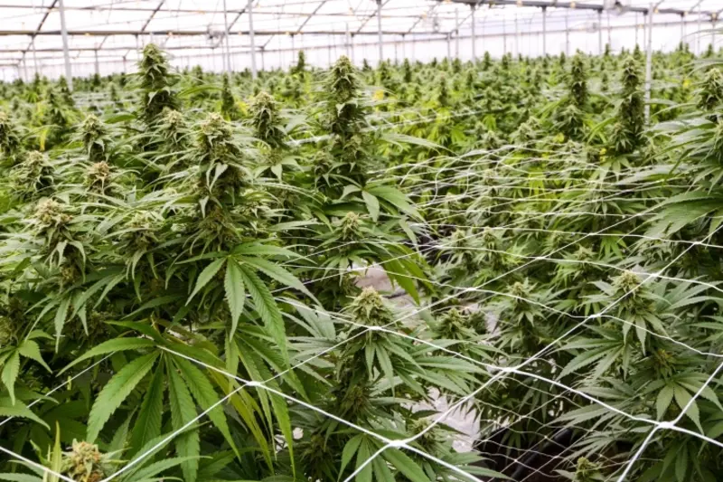 Tıbbi kenevir &uuml;reticilerine olağan&uuml;st&uuml; denetim: 43 lisans incelenecek