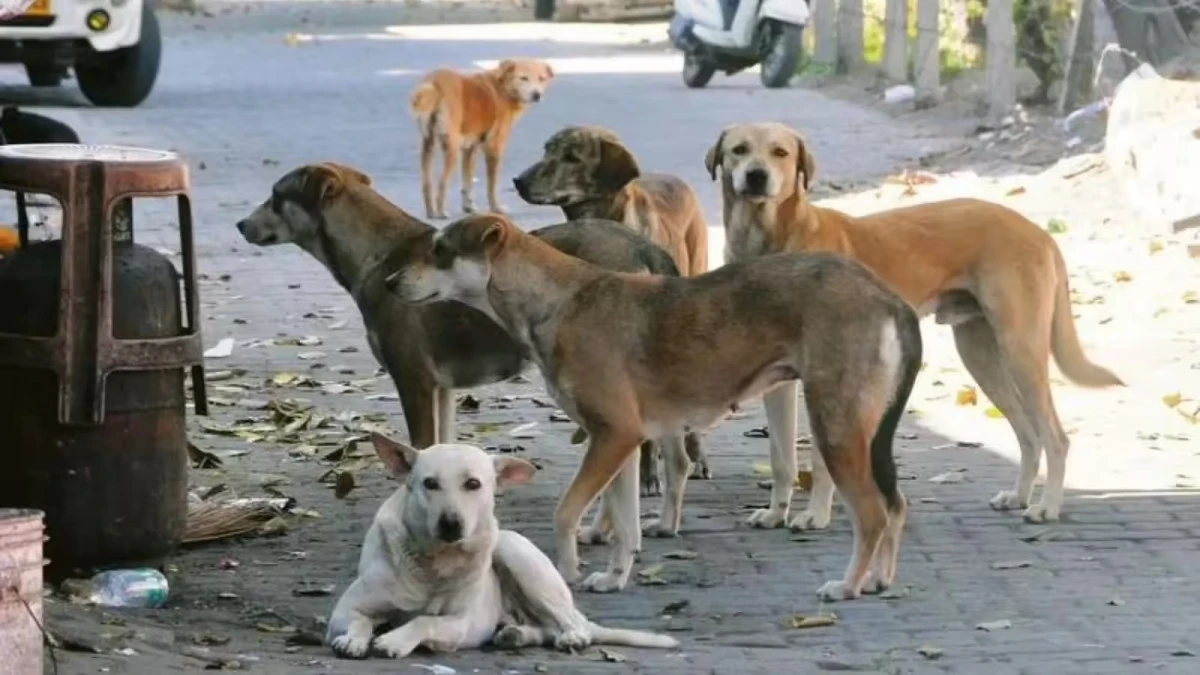 &Uuml;&ccedil; sokak k&ouml;peği anne ve kızına saldırdı: Yetkililere acil &ccedil;ağrı