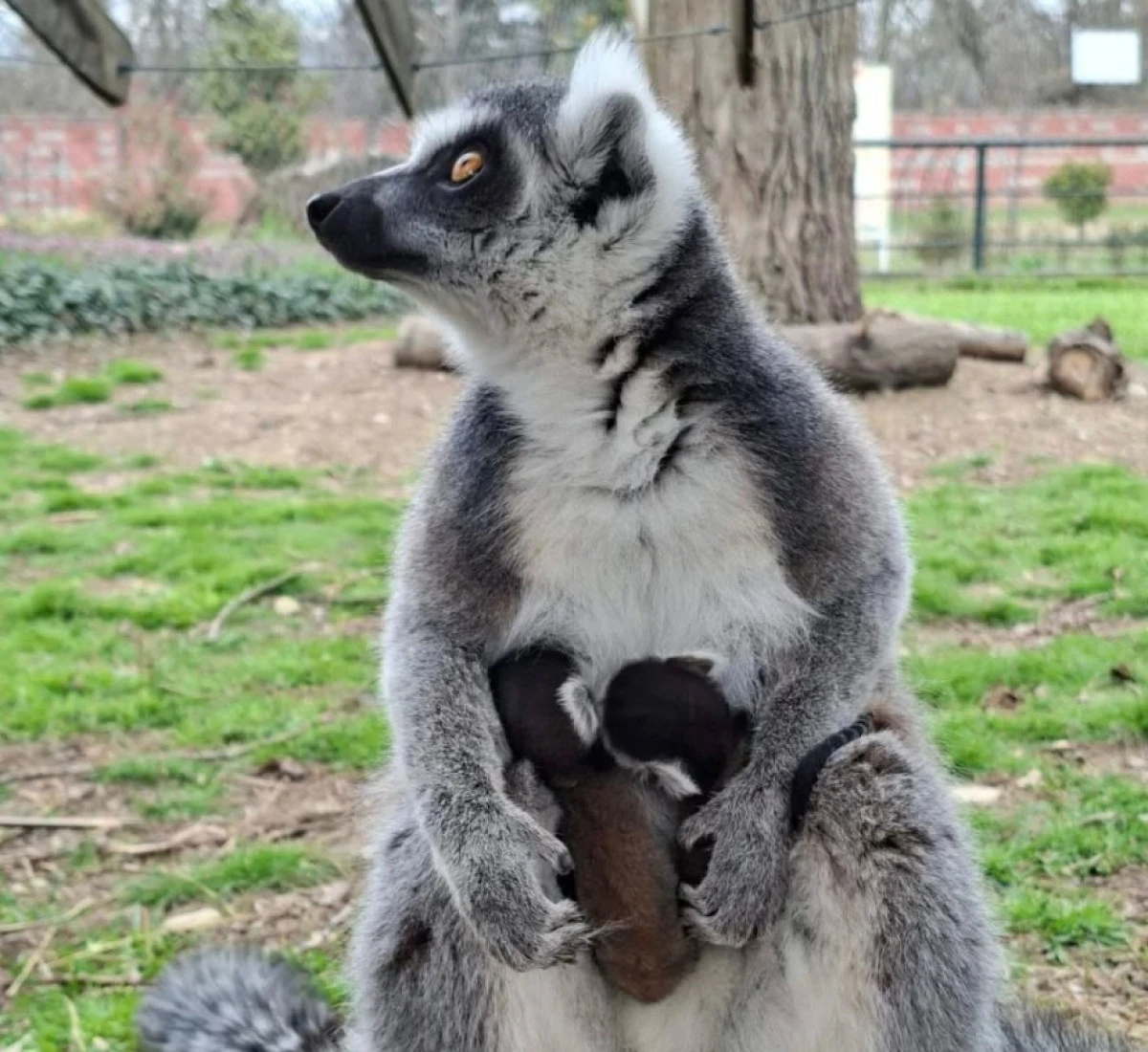 &Uuml;sk&uuml;p Hayvanat Bah&ccedil;esi&rsquo;nde sevimli s&uuml;rpriz: Lemur ikizleri doğdu