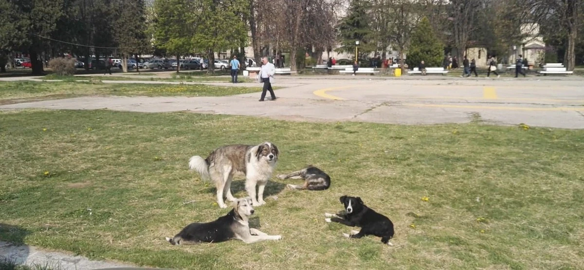&Uuml;sk&uuml;p&rsquo;te sahipsiz k&ouml;pekler i&ccedil;in &ldquo;G&uuml;venli Şehir&rdquo; yaptırımı geliyor