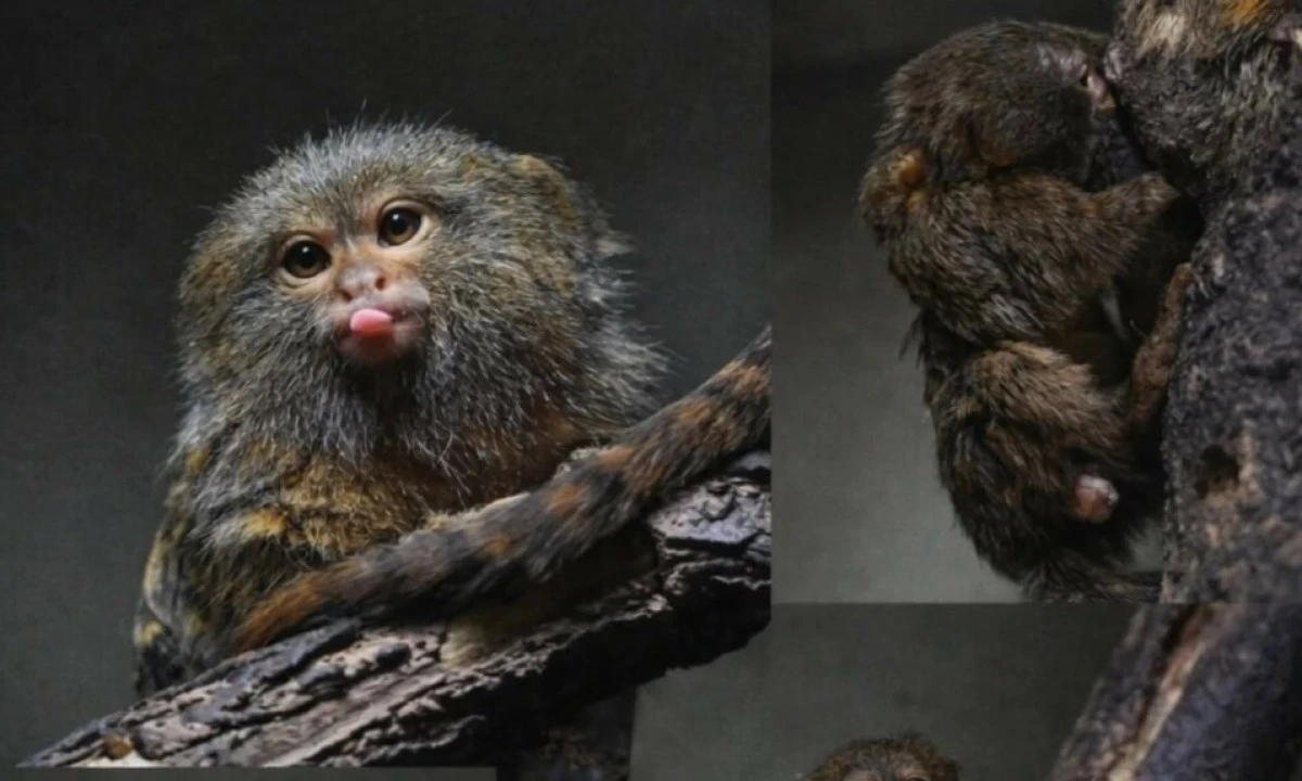 &Uuml;sk&uuml;p&rsquo;te sevimli doğum: İki c&uuml;ce Marmoset