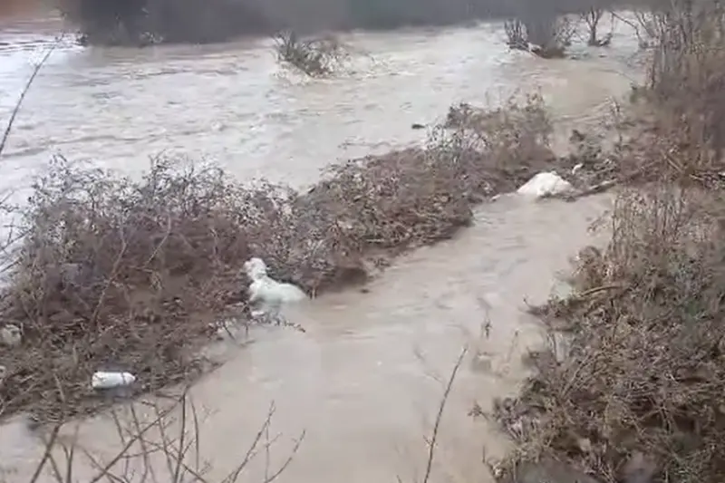 Ustrumca&rsquo;da sel felaketi: 120 Kuzu ve 100 koyun telef oldu