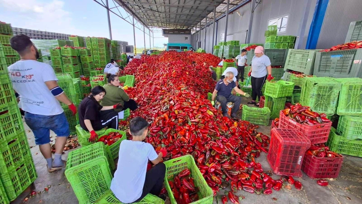 Ustrumcalı &uuml;reticiler yeniden sokakta: Biber fiyatı 25 denara d&uuml;şt&uuml;
