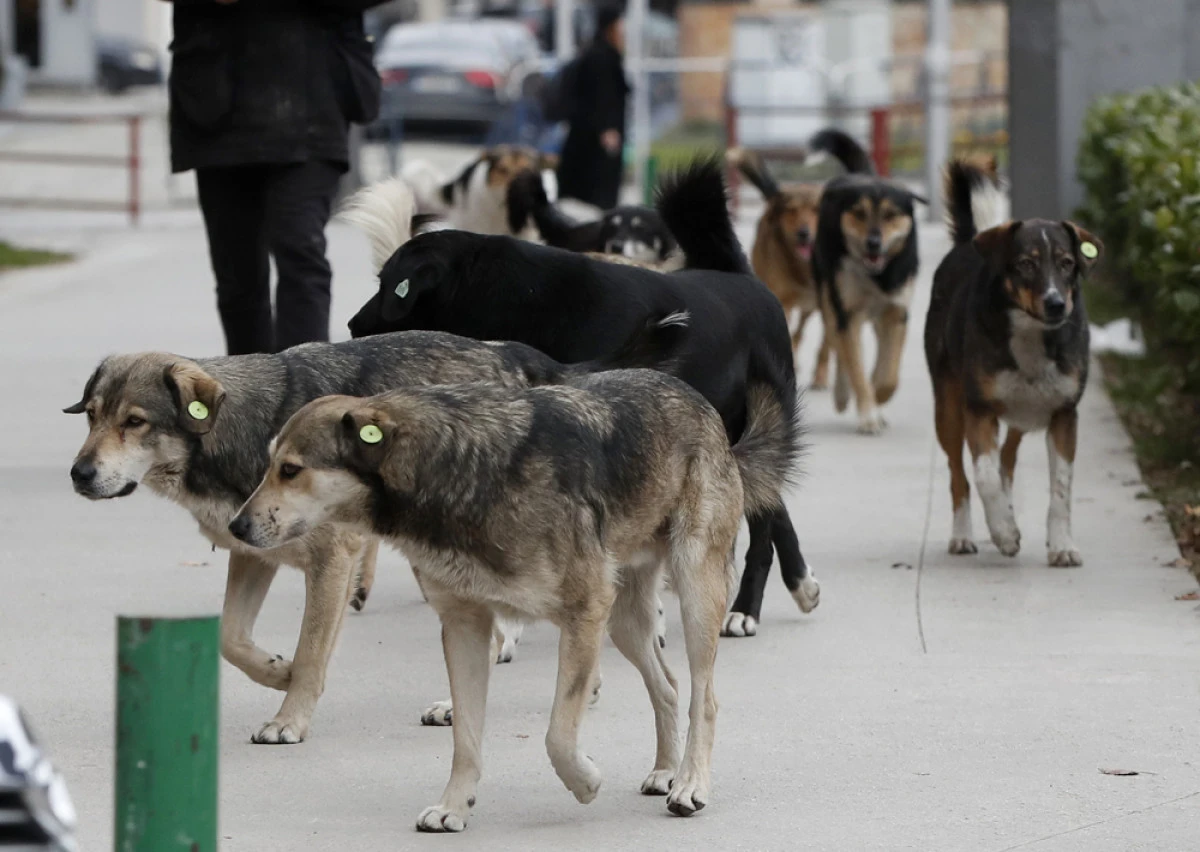 Yaralanma mı, dolandırıcılık mı? K&ouml;pek saldırısı kayıtları tartışma yarattı