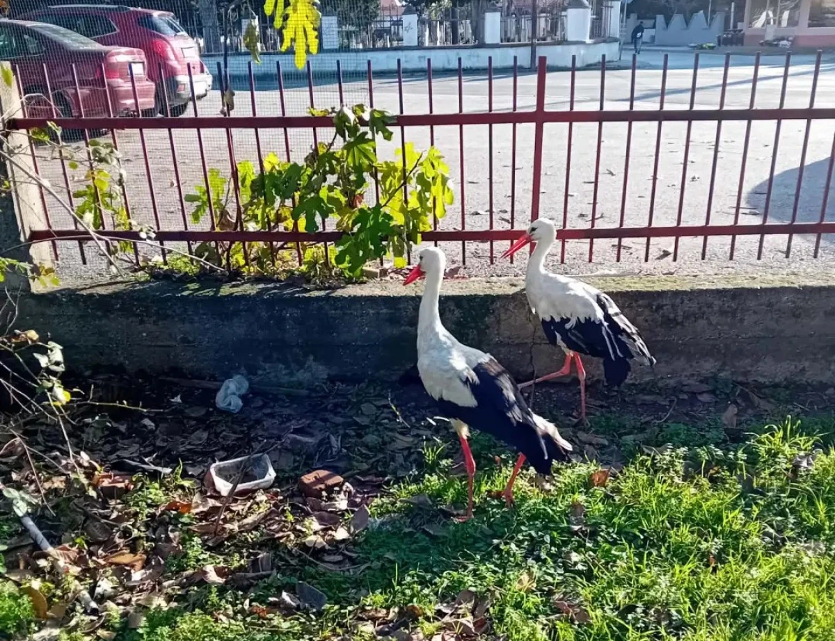 Yaralı leyleklere evini a&ccedil;tı: 'Barınak yok, destek şart'