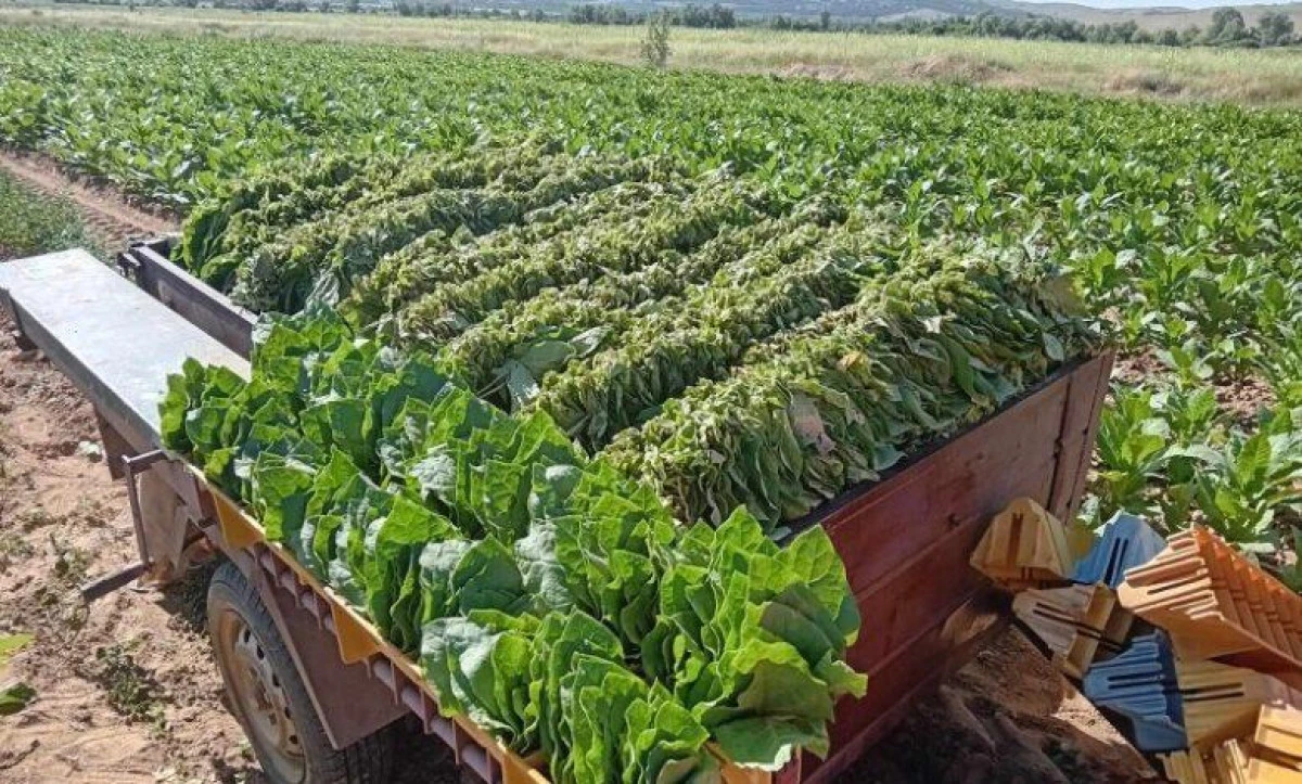 Yeni sezon &ouml;ncesi t&uuml;t&uuml;nde rekor: S&ouml;zleşmeler ve ekim alanları iki kat arttı